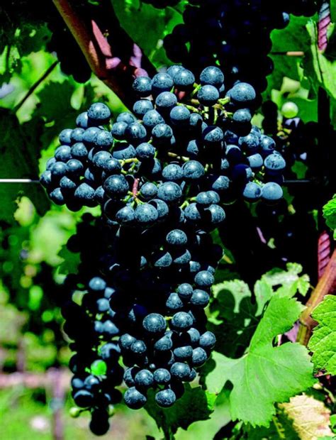 New resistant grape varieties ‘Pinot Iskra’, ‘Kersus’, ‘Pinot Kors .